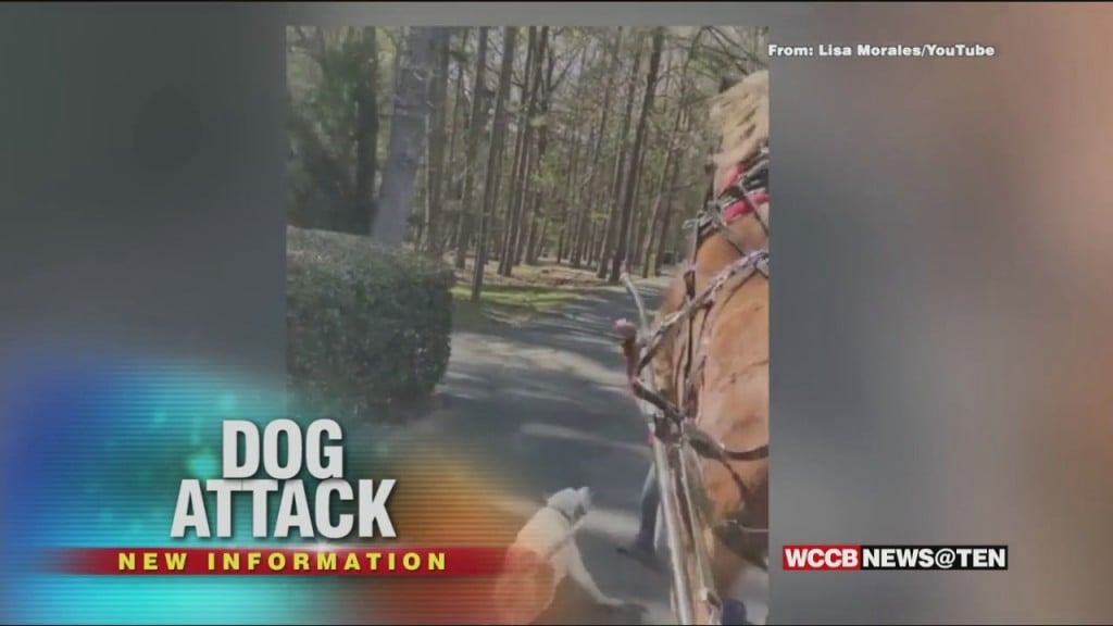 Dog Attacing Horse Caught On Video