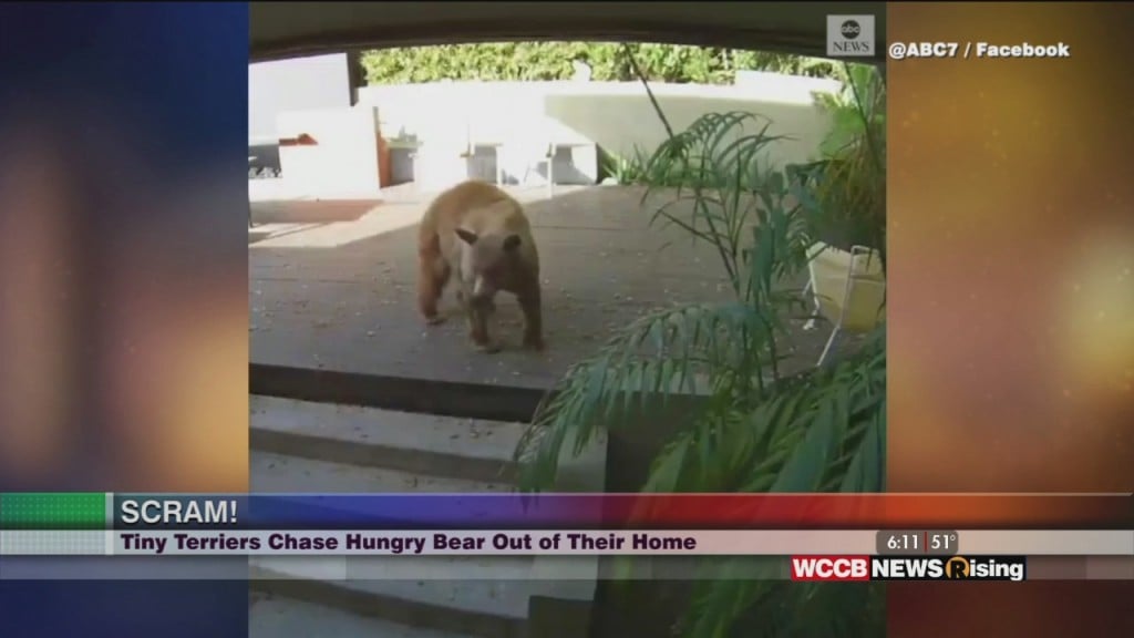 Viral Videos:dogs Chase Bear Out Of Home