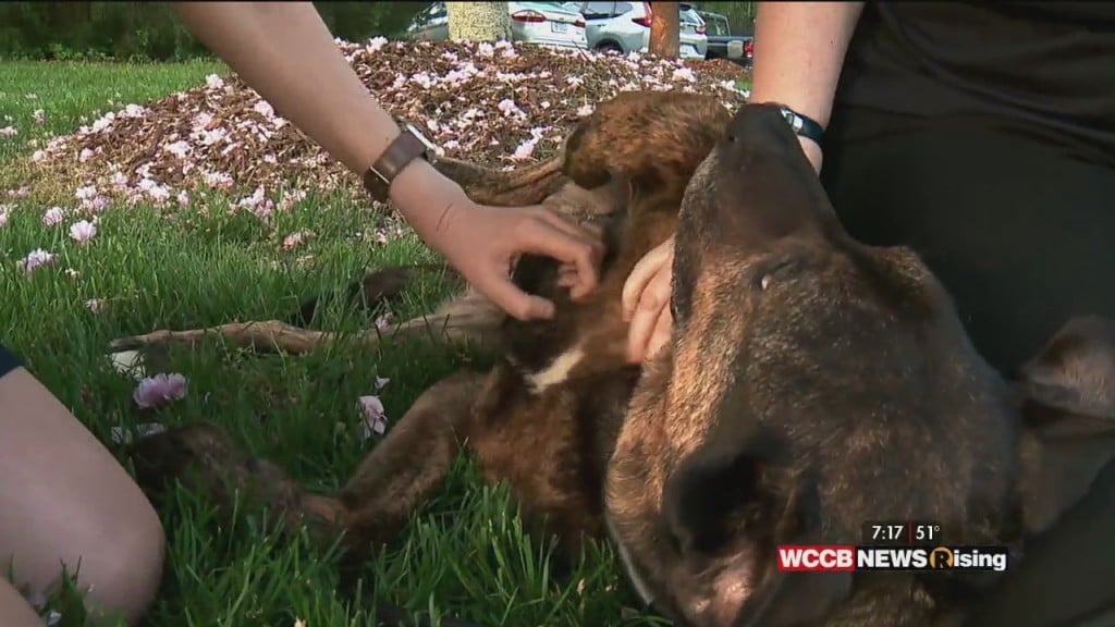Auger & Auger's Doghouse: Meet Roger!