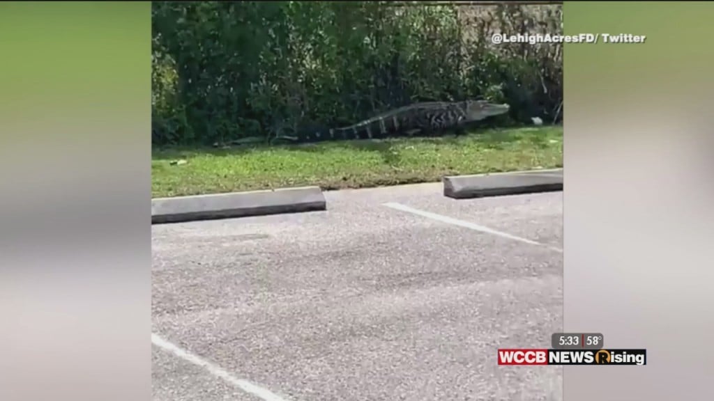Alligator Chases Customers In Wendy's Parking Lot