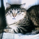 Get Image 4