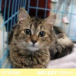 Get Image 24