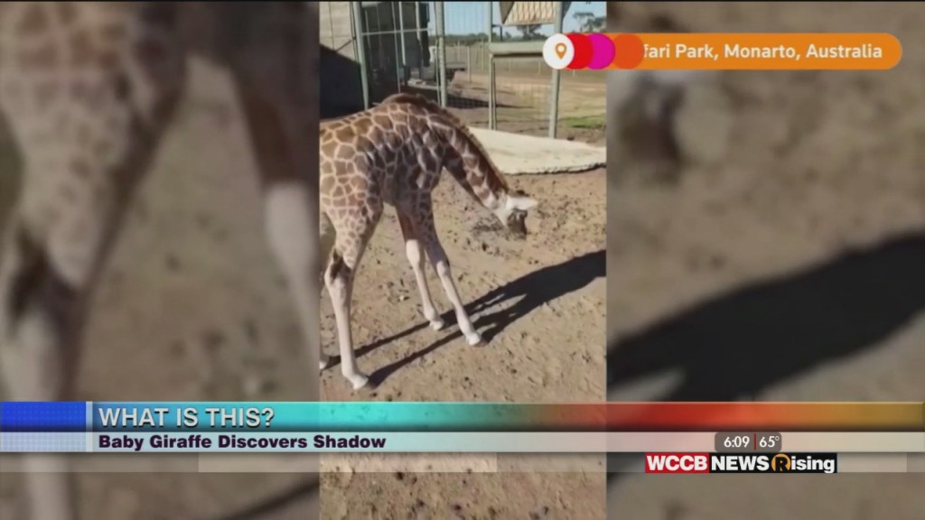 Viral Videos: Giraffe Discovers Shadow, Bear Pool Party & Streaker