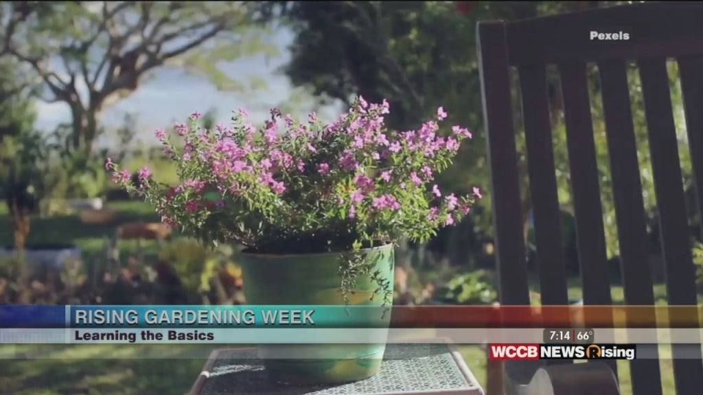 Rising Gardening Week: Learning The Basics