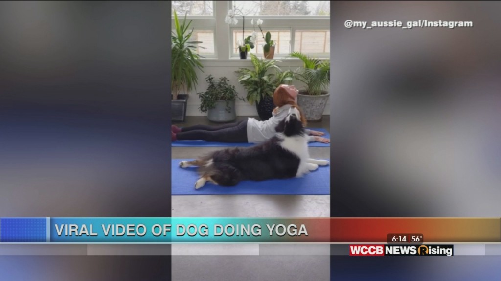 Viral Videos: Dog Yoga And Orca Jumps Out Of Water