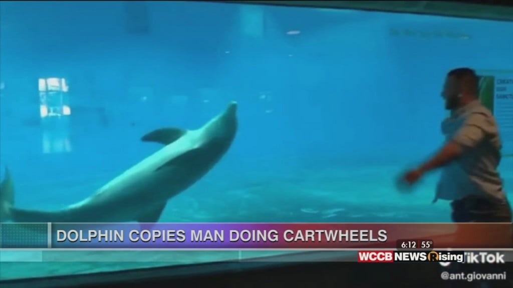 Viral Videos: Dolphin Copies Man Doing Cartwheels And Reporter Has Allergy Attack On Air