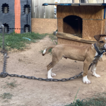 Gaston County Dog Fighting Ring Pic 1
