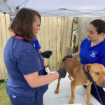 Gaston County Dog Fighting Ring Pic 4