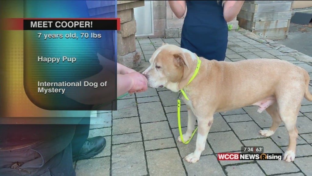 Auger & Auger's Doghouse: Meet Cooper!