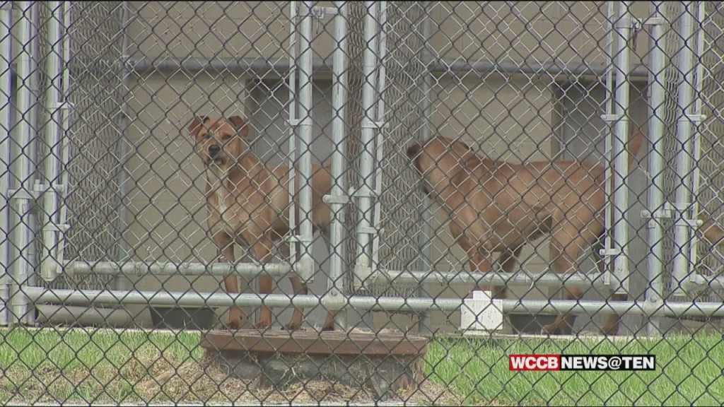 Chesterfield Animal Shelter No Kill Status