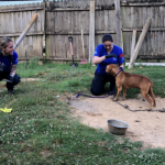 Gaston County Dog Fighting Ring Pic 3
