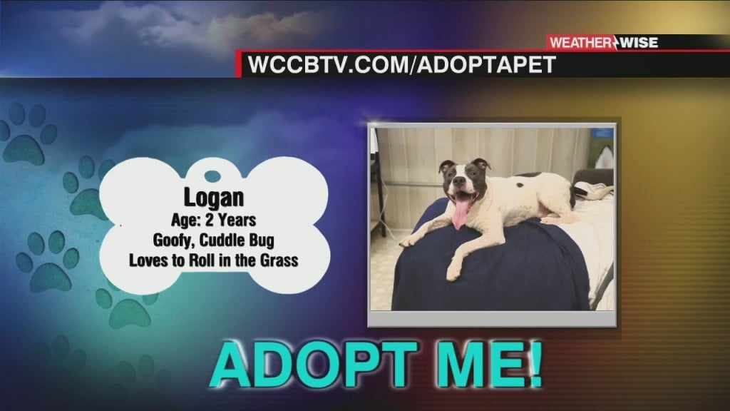 Auger & Auger's Doghouse: Meet Logan!