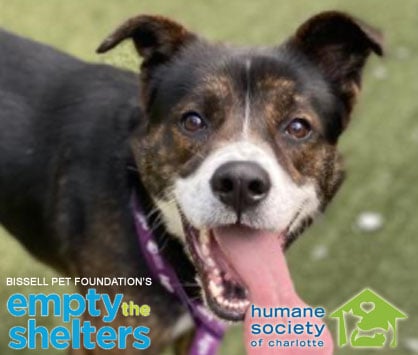 Empty The Shelters Campaign