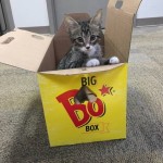 Kitten In Big Bo Box