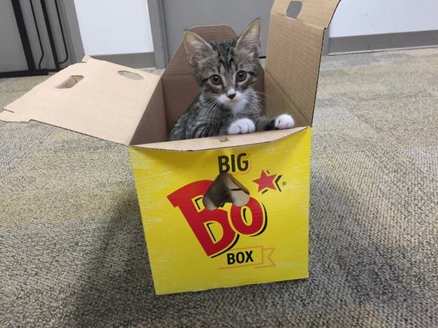 Kitten In Big Bo Box