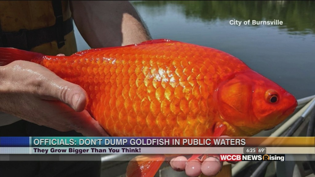 Giant Pet Goldfish Found In Minnesota Lake