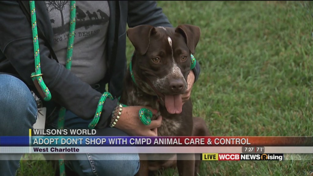 Wilson's World: Cmpd Acc