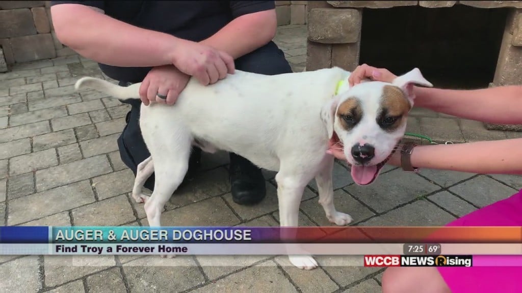Auger And Auger's Doghouse: Meet Troy