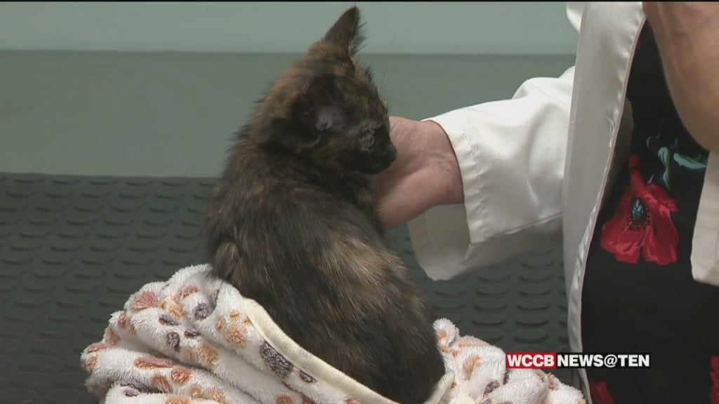 Vet Offices Backed Up After Boom Of Pandemic Pet Adoptions