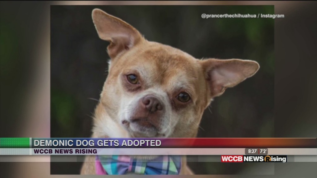 Demonic Dog Gets Adopted