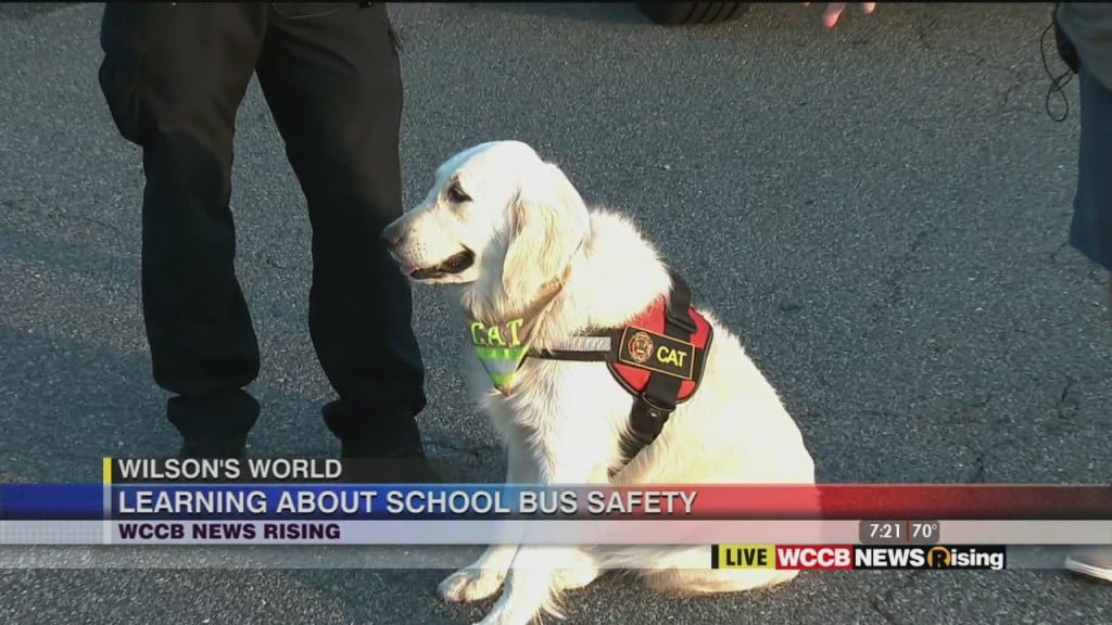 Wilson's World: School Bus Safety