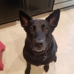 Zeus