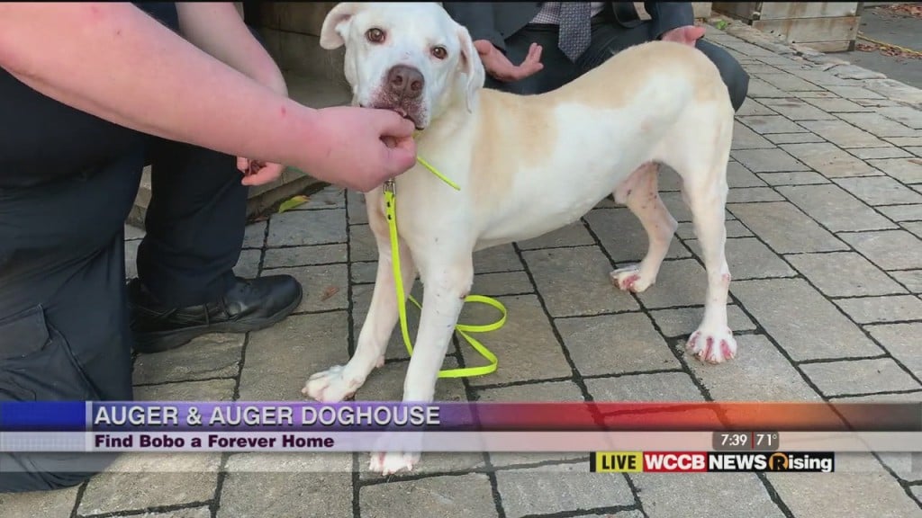 Auger & Auger's Doghouse: Meet Bobo!