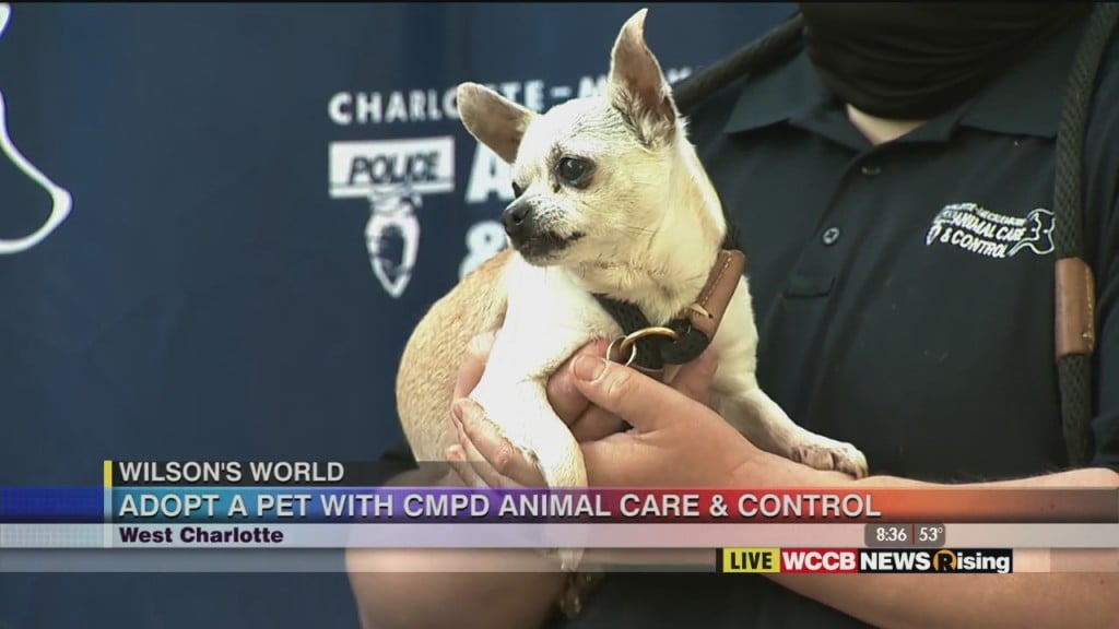 Wilson's World: Adopt A Pet With Cmpd Animal Care & Control
