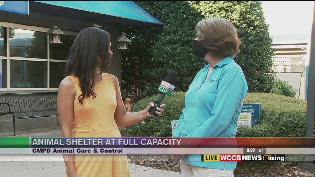 Cmpd Animal Care & Control Seeking Community Support As Shelter Is At Full Capacity