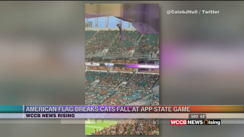 Football Fans Save Cat During Fall