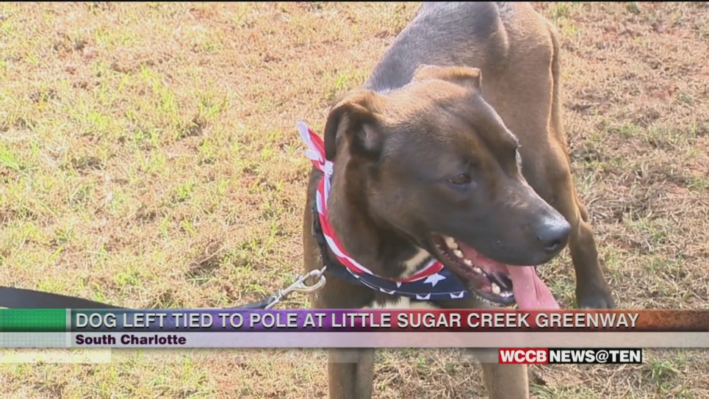 Dog Left Tied To Post, Apparently Abandoned At Little Sugar Creek Greenway