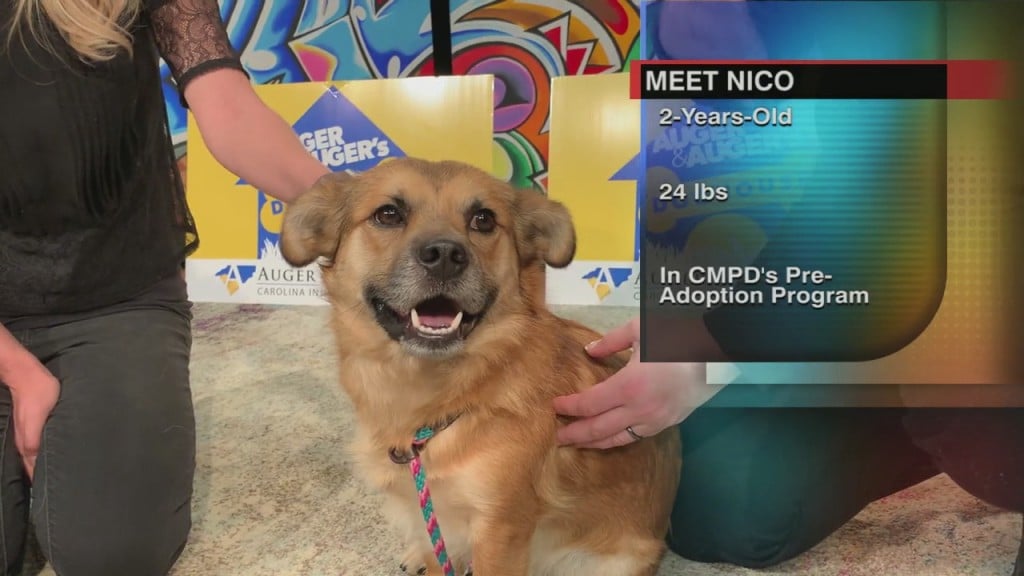 Auger & Auger's Doghouse: Meet Nico!
