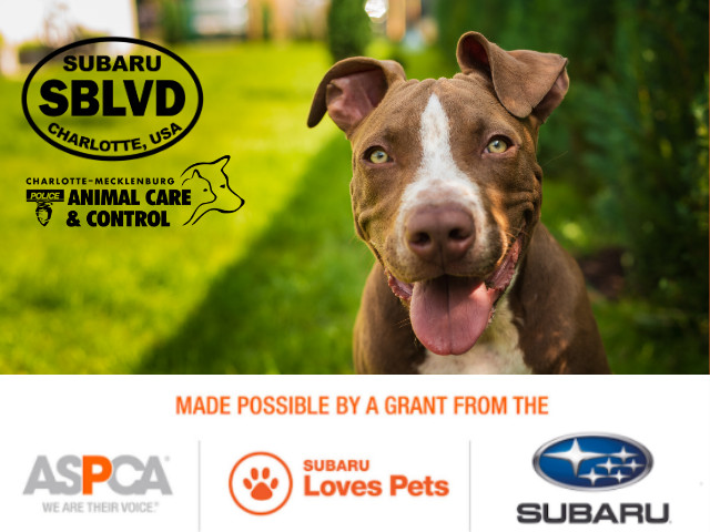 Cmpd Acc Subaru Loves Pets Event 2021 Web Story Feature Image 640x480px Customsize6 High Quality
