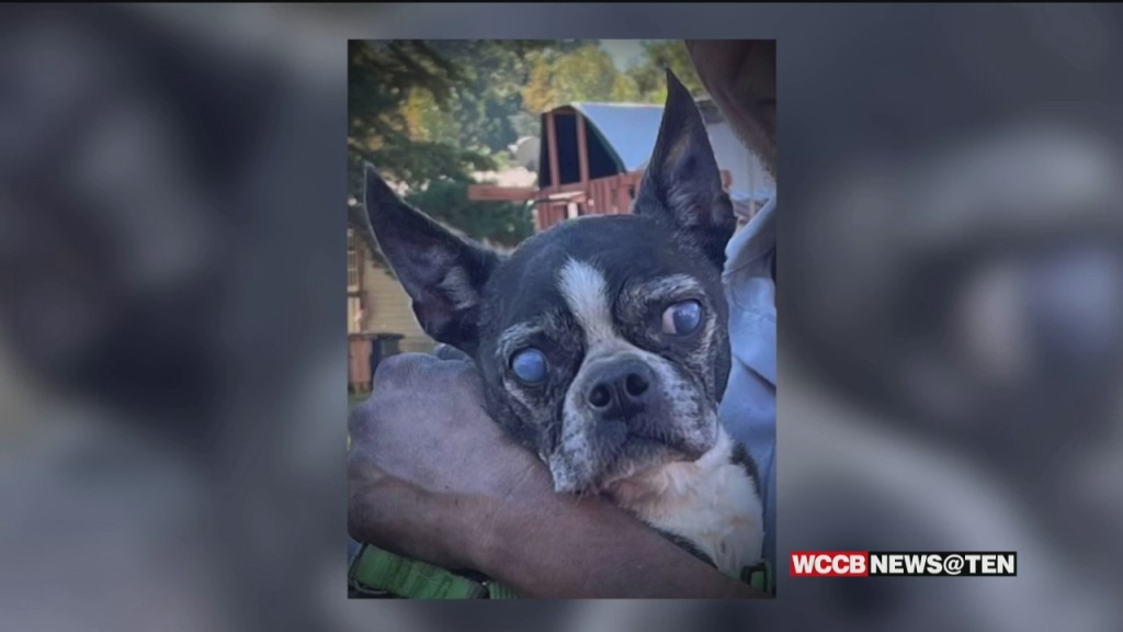 Local Teens Accused Of Stealing, Abusing Neighbor's Senior Dog