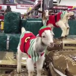 World's Funniest Animals: Christmas
