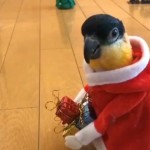 World's Funniest Animals: Christmas