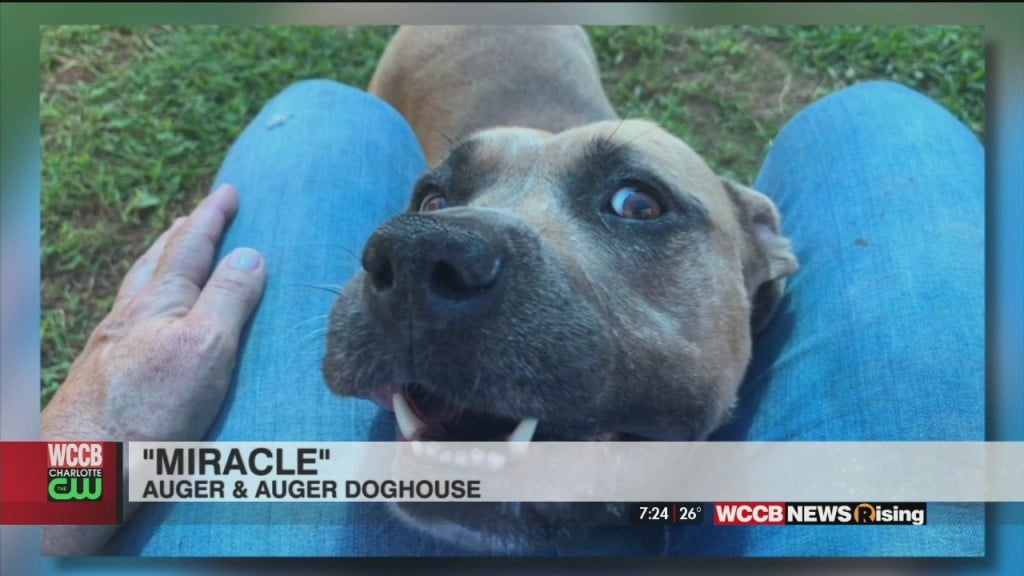 Auger & Auger's Doghouse: Meet Miracle!