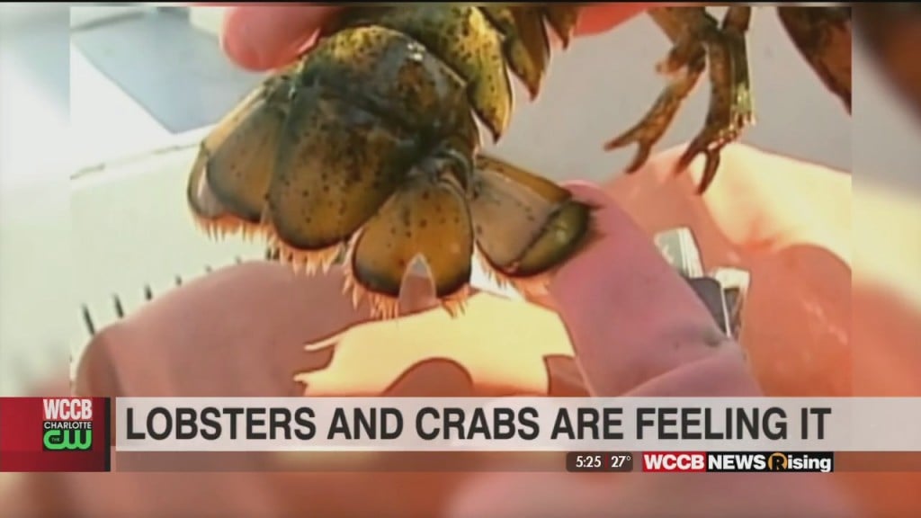 Group Says Lobsters And Crabs Have Feelings