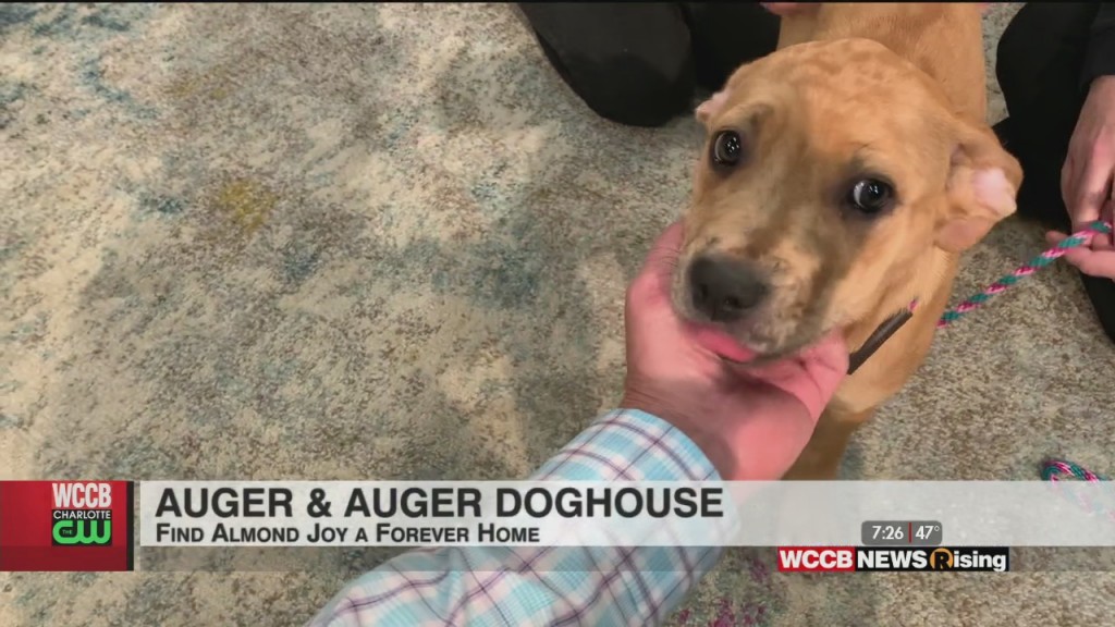Auger & Auger's Doghouse: Meet Almond Joy!