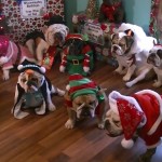 World's Funniest Animals: Christmas