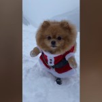 World's Funniest Animals: Christmas