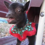 World's Funniest Animals: Christmas