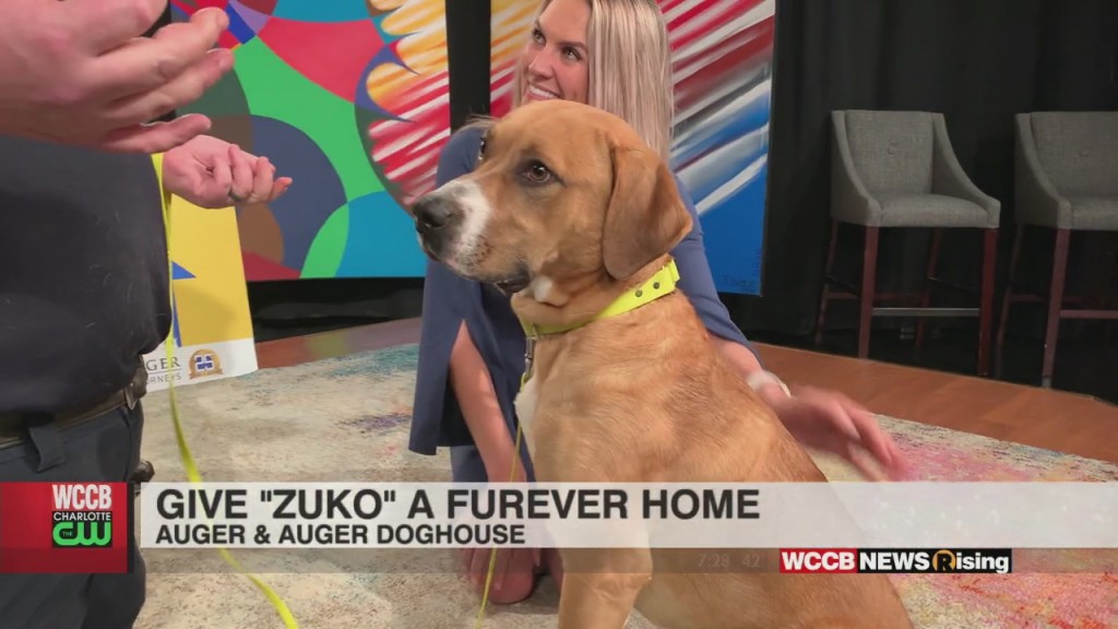 Auger & Auger's Doghouse: Meet Zuko!