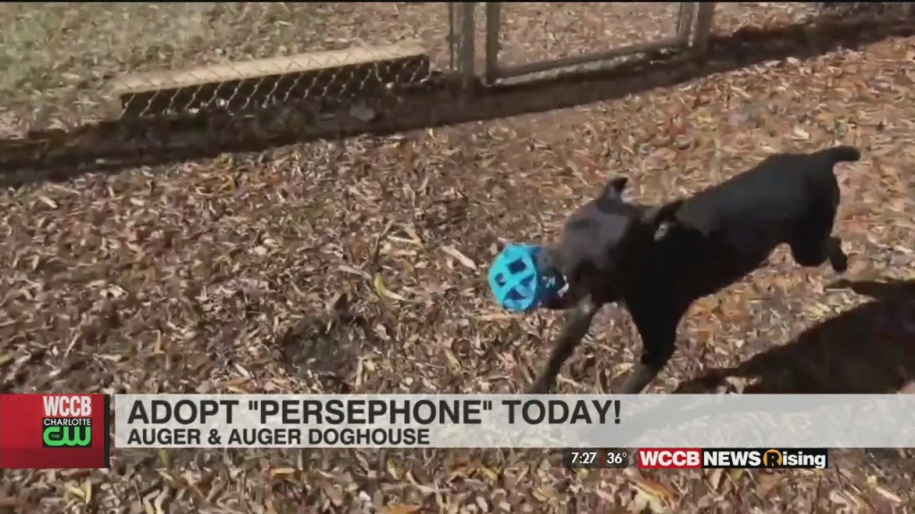 Auger & Auger's Doghouse: Meet Persephone!