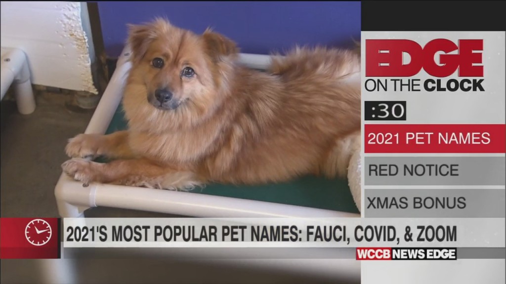 Edge On The Clock: Dogs Named “fauci” Jumped 270% This Year