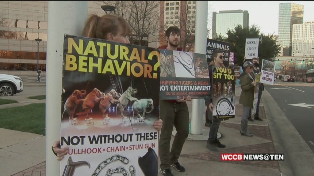 Charlotte City Council Considers Limiting Bullhooks, Electric Prods, & Whips At Circus Performances