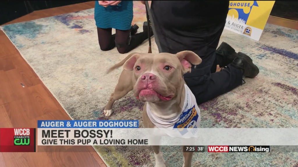 Auger & Auger's Doghouse: Meet Bossy!