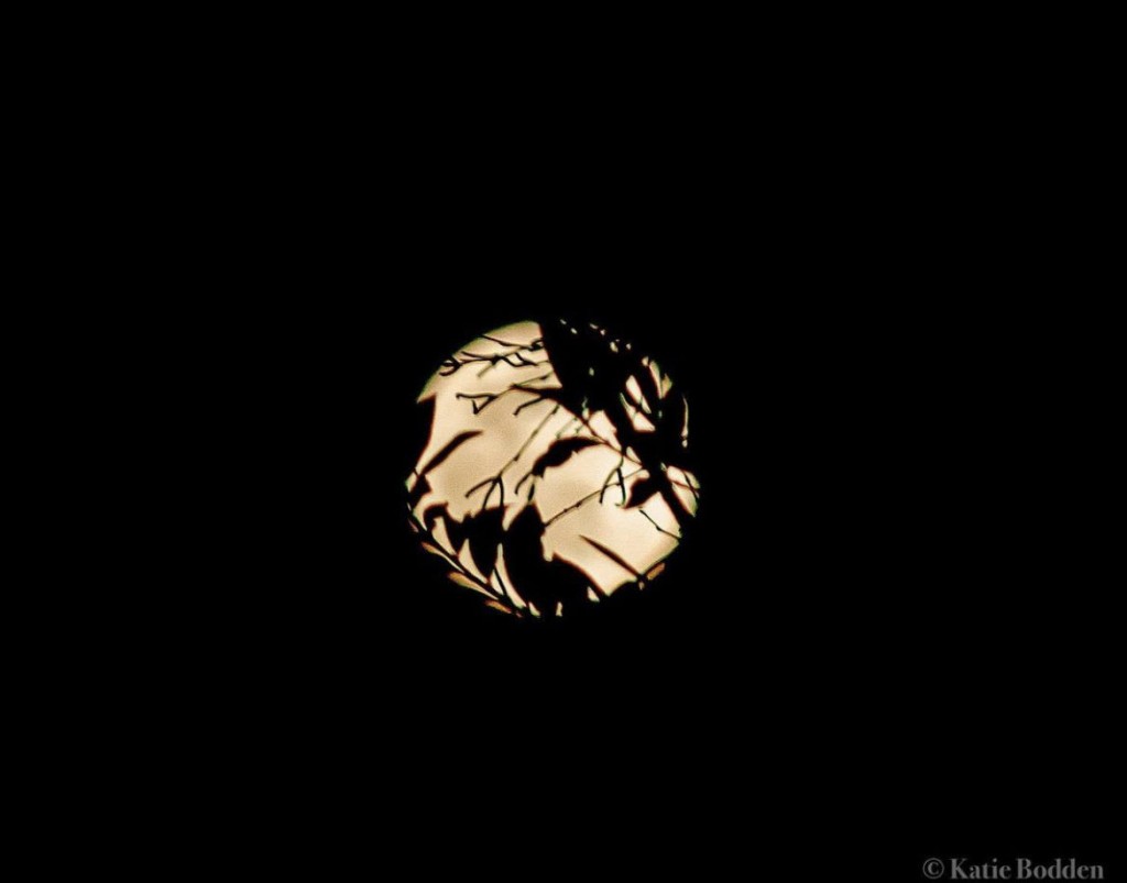 Full Moon by Katie Bodden