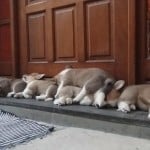 World's Funniest Animals: Valentine's Day