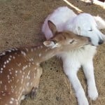 World's Funniest Animals: Valentine's Day